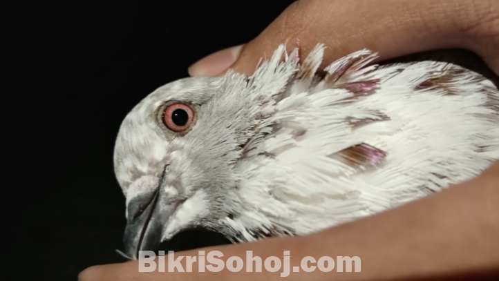 এক জোড়া রানিং গিরিবাজ কবুতর - ১০০% সুস্থ